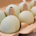 Egg producers will pay $3.3M and donate 53 million eggs to settle price fixing claims