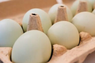 Egg producers will pay $3.3M and donate 53 million eggs to settle price fixing claims