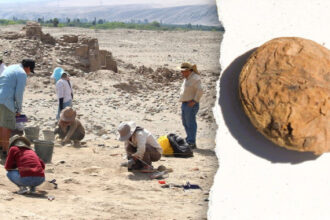 Archaeologists uncover freeze-dried potatoes older than the US in ‘excellent’ condition
