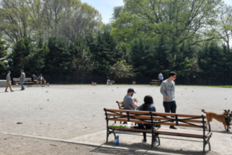 Man dead, another critical after double stabbing at Brooklyn park as police detain person of interest: NYPD