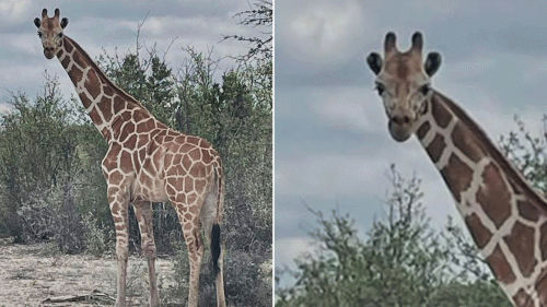 Missing 1200-pound giraffe Gracie found 2 weeks after wandering away from ranch in viral search