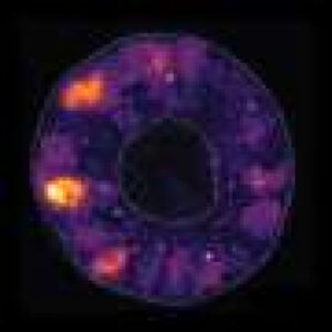 Regenerating tissues may rebuild order by amplifying tiny cell differences