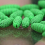 What to know about protecting pets from the New World screwworm fly