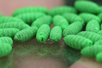 What to know about protecting pets from the New World screwworm fly