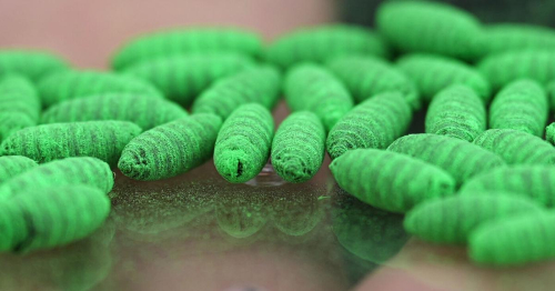 What to know about protecting pets from the New World screwworm fly