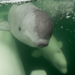 Beluga whale live cam goes launches. YAY!