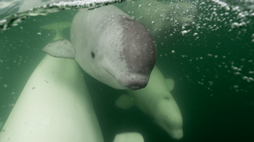 Beluga whale live cam goes launches. YAY!