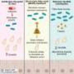 Metabolites produced by gut bacteria may protect against fungal infection