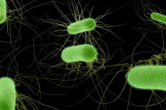 Major German E. coli outbreak sickened almost 500
