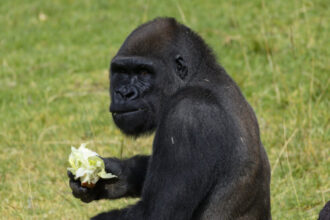 First-of-its-Kind Surgery Performed on Western Lowland Gorilla at the San Diego Zoo Safari Park