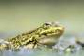 Climate change is forcing amphibians to change their diet—but they can only adapt so far