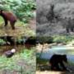 Human noise pushes Alaska predators toward night foraging, altering salmon nutrient pathways