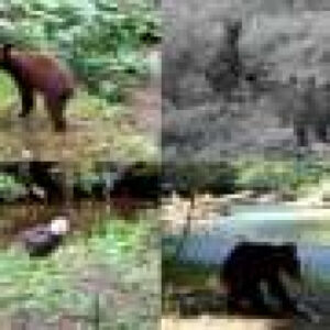 Human noise pushes Alaska predators toward night foraging, altering salmon nutrient pathways