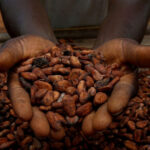 BOI unveils €85 million loan facility to expand Nigeria’s cocoa processing industry