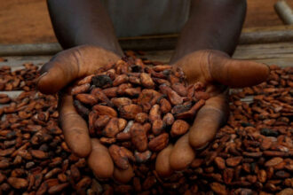 BOI unveils €85 million loan facility to expand Nigeria’s cocoa processing industry