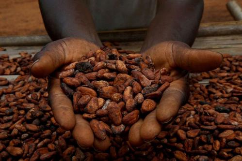 BOI unveils €85 million loan facility to expand Nigeria’s cocoa processing industry