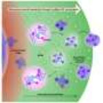 Scientists explain how nucleolus sub-compartments drive ribosome assembly