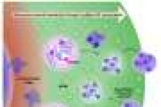 Scientists explain how nucleolus sub-compartments drive ribosome assembly