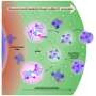 Scientists explain how nucleolus sub-compartments drive ribosome assembly
