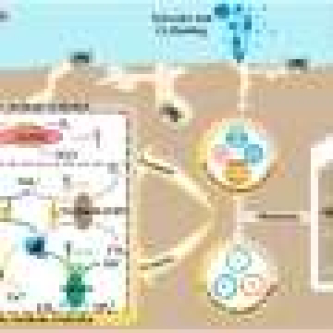 Crab-dug tunnels boost methane-eating microbes in coastal wetlands, study finds