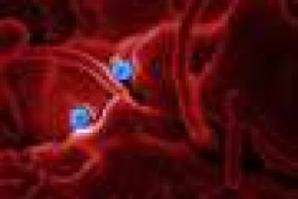 Researchers link gut microbe to cancer-fighting immune response