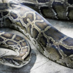 Florida man will trade pizza for pythons