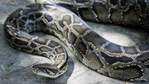 Florida man will trade pizza for pythons
