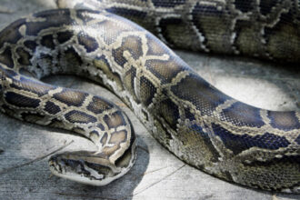 Florida man will trade pizza for pythons