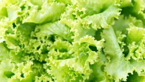 As a Massive Cyclospora Outbreak Scares Produce Shoppers, One Lettuce Brand Says Consumer Interest Just Exploded