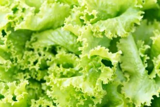 As a Massive Cyclospora Outbreak Scares Produce Shoppers, One Lettuce Brand Says Consumer Interest Just Exploded