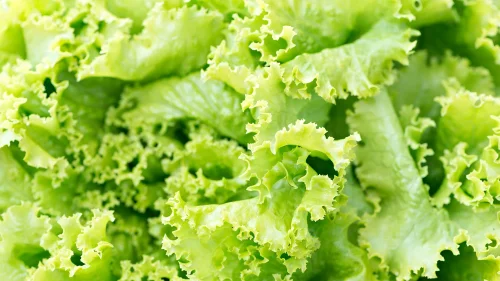 As a Massive Cyclospora Outbreak Scares Produce Shoppers, One Lettuce Brand Says Consumer Interest Just Exploded