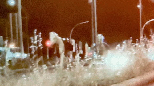 Fireworks reportedly trigger mass horse stampede through Rome streets, injuring several soldiers