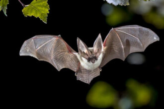 California neighborhood on alert after bat found near sidewalk tests positive for rabies virus
