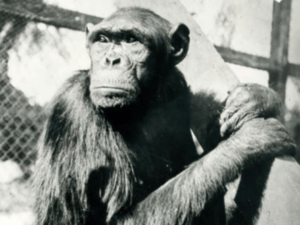 What Became of the Chimps Who Revolutionized Our Understanding of Animal Behavior?