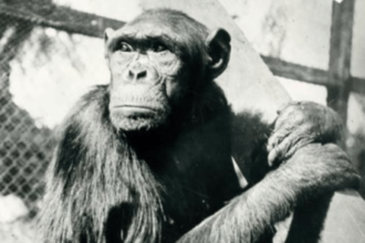 What Became of the Chimps Who Revolutionized Our Understanding of Animal Behavior?