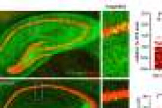 Extra SORLA protein shields brain connections from tau tangles in mouse models