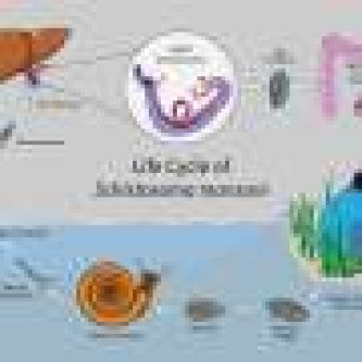 Early warning signs of potential drug resistance in schistosomiasis parasite revealed