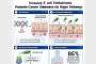 Microbiota dysbiosis triggers intestinal cancer stemness