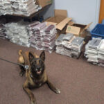 Nebraska K9 sniffs out 525 pounds of cocaine during routine traffic stop, leading to California man’s arrest
