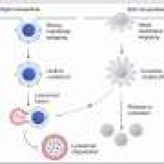 Nanoparticles could remove harmful immune molecules from blood
