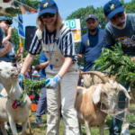 Mallomar wins the 2026 Great Goat Graze-Off