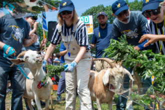 Mallomar wins the 2026 Great Goat Graze-Off
