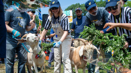 Mallomar wins the 2026 Great Goat Graze-Off