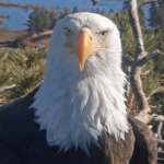 Bald eagle Jackie rescued after fight with other birds