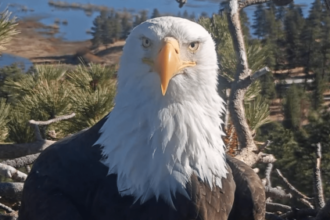 Bald eagle Jackie rescued after fight with other birds