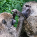 Monkeys are surprisingly good at geometry