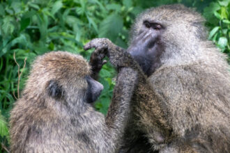 Monkeys are surprisingly good at geometry