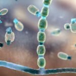 Novel Antifungal Shows Activity in Valley Fever