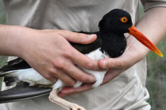 Oystercatchers, known for sharp bills and beady eyes, are making a comeback thanks to conservation