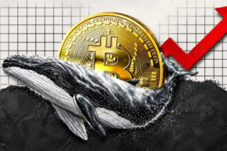 Bitcoin Whales Defy Volatility, Quietly Accumulate BTC at 17% Discount